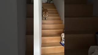 My Corgi’s Perfect Stomp shots corgi corgisstomp dog [upl. by Nwahsem690]