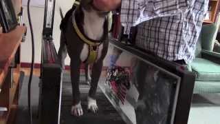 Dog Treadmill Training a ForceFree Introduction [upl. by Eicyak399]