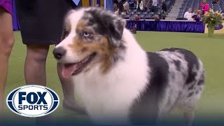 Ribbon the Australian Shepherd wins the WKC Herding Group  Westminster Kennel Club [upl. by Elie470]