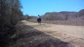 fastest racking horse in the south dixie [upl. by Linda]