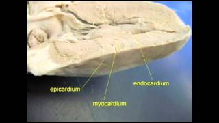 AP2 EXAM 1 HEART MYOCARDIUMavi [upl. by Iaoh]