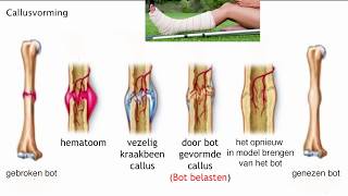 Lengte en breedtegroei van de botten en callusvorming [upl. by Rowen661]