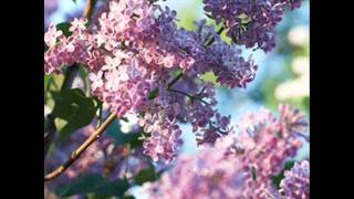 Jacqueline François  La valse des lilas [upl. by Jereld153]