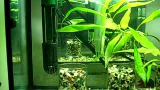 Bettas African Dwarf Frogs and Shrimp  5 Gallon Tank [upl. by Mairhpe]