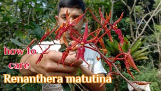 Renanthera matutina si anggrek Jingga [upl. by Nigel28]