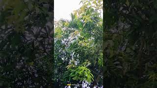 Mango tree ha ha funny automobile smartphone [upl. by Justin924]