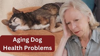 Living with a senior dog and its incontinence  how [upl. by Jordain]