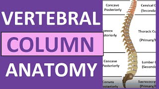 Vertebral Column Anatomy Bones Regions Curvatures Kyphotic Lordotic [upl. by Llecrep574]