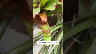 Understanding bromeliad care houseplants bromeliads indoorplants [upl. by Yehs]