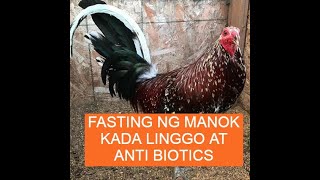 Sabong tips FASTING NG MANOK KADA LINGGO AT ANTI BIOTICS [upl. by Dnar]