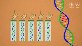 Using nuclear science in markerassisted plant breeding [upl. by Granny]