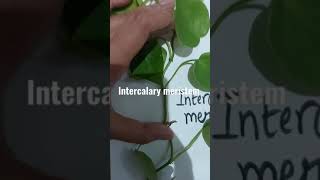 intercalary meristems [upl. by Winthorpe]