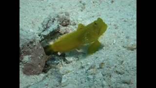 Kapalai Underwater Shrimp Cleaning House for Yellow Shrimp Goby Fish Marine Life Symbiosis [upl. by Sagerman]