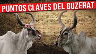 🔴 RAZA GUZERAT Conociendo el Estándar de la Raza Puntos Clave a Considerar ✅ Vacas Lecheras [upl. by Lashonda627]