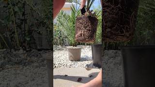 Palme richtig umtopfen DIY Tutorial Phoenix canariensis Kanarische Dattelpalme 🌴 pflanzen Substrat [upl. by Nayt]