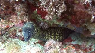 Morena mediterranea Muraena helena  Mediterranean Moray Eel [upl. by Nahej]