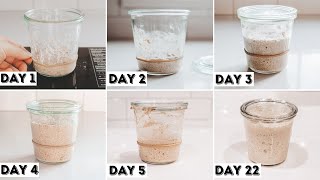 How to Make a Sourdough Starter From Scratch  Day by Day Progression  Sourdough Starter Recipe [upl. by Gardener]