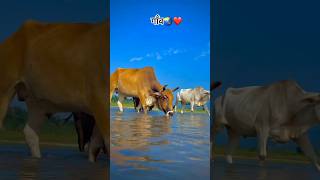 Sandese Aate Hai🌾🌍🌧️ viralvideo shorts agriculture farming khetibadi spsgroup99 [upl. by Oruam]