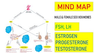 MIND MAP  SEX HORMONES  MDCAT REPRODUCTION  MDCAT HORMONES  MDCAT ONLINE PREP [upl. by Armil991]