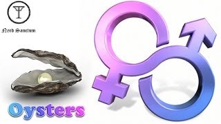 How Oysters Change Gender and Breed [upl. by Oglesby]