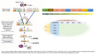 Isotypes Allotypes Idiotypes antibody  Immunology  Study guide [upl. by Aibonez381]