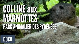 Parc Animalier des Pyrénées  Colline aux Marmottes [upl. by Landmeier]