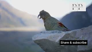 Kakapo kakapo viralvideo wildlife nature animals pathshalaplace parrot facts [upl. by Aral]