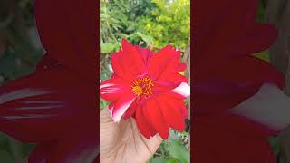 dahlia flowerswhiteRed shaded flowers [upl. by Aggri]