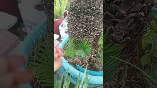 baby plants of Cycas revoluta sago palm in my garden [upl. by Li66]