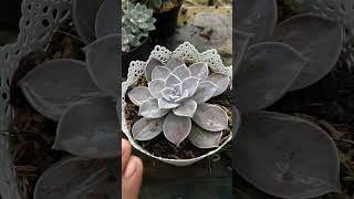 Graptopetalum Paraguayense Sol directo o sombra  ¿Cuál prefieres 🤔 shorts [upl. by Sheila853]