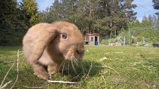 Królik baranek miniaturka  Mini Lop rabbit [upl. by Ammej]