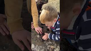 Crabbing  catching crabs  coastal foraging [upl. by High]