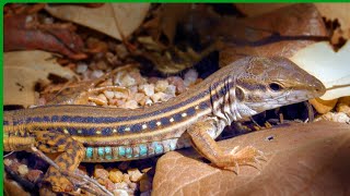 Whiptail lizard foraging and eating naturecuriosities [upl. by Erika]