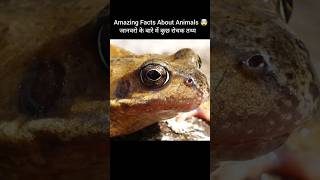 Top 5 Amezing Facts 🤯  Animals Hindi Facts 😲 [upl. by Sianna504]