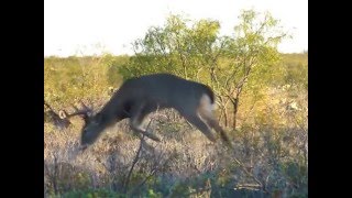 Caceria de Venado 11 puntas con Arco [upl. by Ailerua]