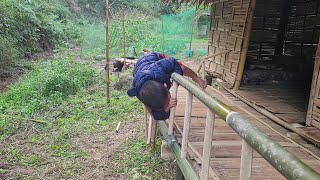 Harvesting potatoes to sell cultivating land to grow vegetables and cooking bran for pigs [upl. by Hayikat]