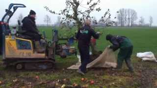 Fruitbomen rooien door loonbedrijfvankleefnl [upl. by Gelb]