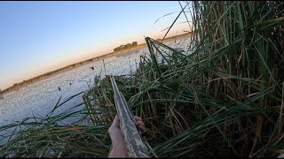 Early Teal Hunting  LIMIT IN 20 MINUTES [upl. by Dell]