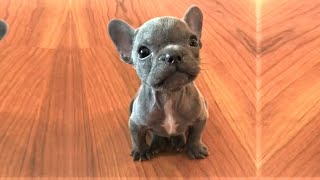 Rescue Tiny Frenchie Who Is Sassy and Such A Master Complainer [upl. by Navi]