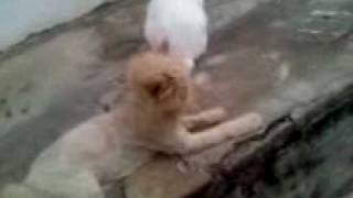 Coelho cruza com gato [upl. by Irfan]