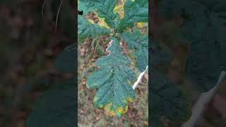 English Oak Quercus robur juvenile tree growing in bog Northern Ireland 08112024 [upl. by Sopher]