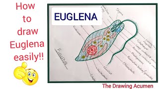 How to draw Euglena Viridis diagram Euglena ko easily kaise draw kare step by step for beginners [upl. by Fabozzi]