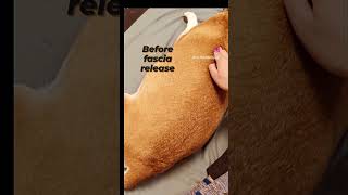 Before and After fascia release  Animal Massage [upl. by Skrap]