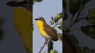 Yellowbreasted chat Icteria virens [upl. by Eldrida]