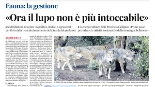 Più facile abbattere i lupi Il Consiglio Ue declassa la loro protezione La rassegna del 26092024 [upl. by Alrich519]