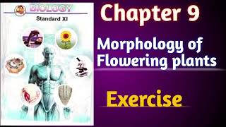 Morphology of Flowering plants class 11 biology chapter 9 exercise solutions Tayyarijeetki [upl. by Ecnerewal]