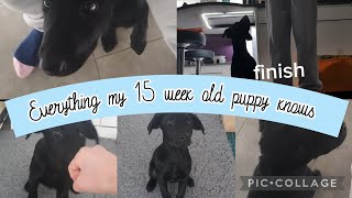 Everything my 15 week old labrador puppy knows [upl. by Dirfliw]