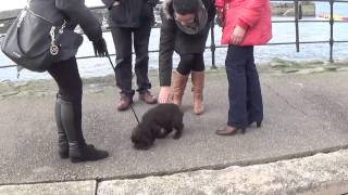 Puppy Vlog  Labradoodle 10 Weeks Old  Day 9 Home [upl. by Ylen]