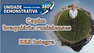 Braquiária ruziziensis BRS Integra  Unidade Demonstrativa 360 graus [upl. by Norean]