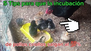 CONSEJOS PRACTICOS como incubar pollos criollos y cuál de las rasas de gallinas es la mejor [upl. by Eisenhart430]